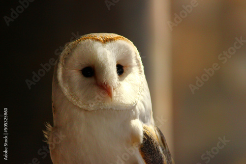 白いお顔のメンフクロウ photo