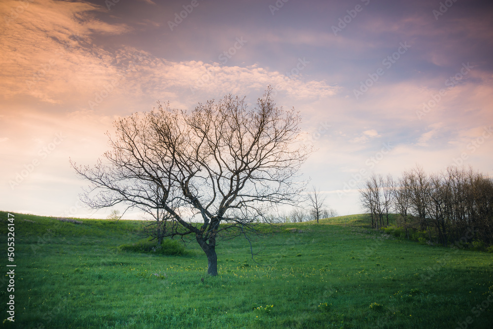 Hills, sky and trees in spring without leaves like in Portugal.