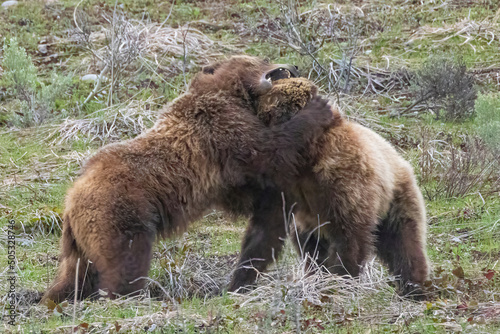 Wild grizzly bear cubs of the famous "Grizzly Bear 399" playing in a field in Grand Teton National Park in Wyoming.