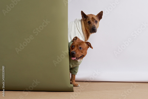 Tableau sur toile two dogs in hoodies