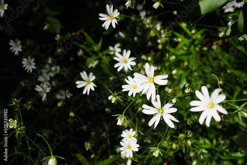 Starflower Stellaria is a genus of flowering plants in the Carnation family. Wood louse plant. White flowers in the forest. Fruska Gora, Serbia. beautiful wild. photo