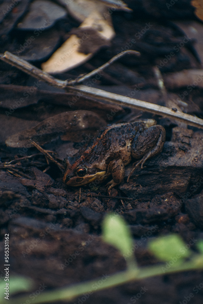 Naklejka premium frog on the ground