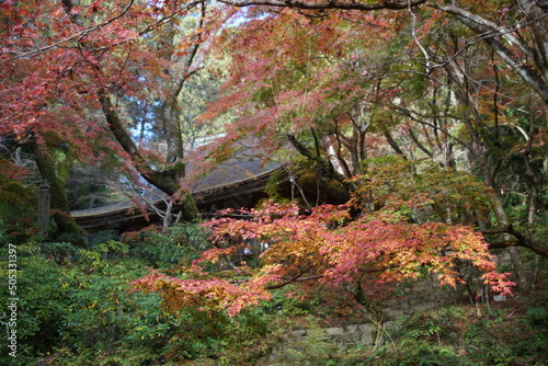 奈良の宇陀の室生寺の紅葉
