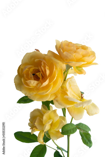 Yellow rose flower with branches and leaves. on isolated white background with clipping path.