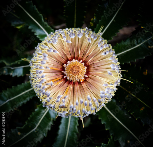 Banksia flower seen head on from above showing symmetry.  photo