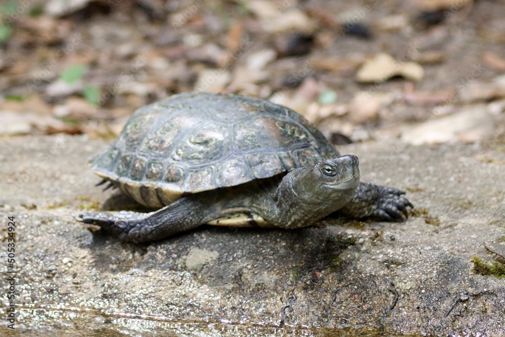 turtle at a pond on rock turtle at a pond on rock