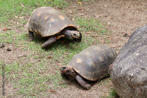 large tortoise on the ground
