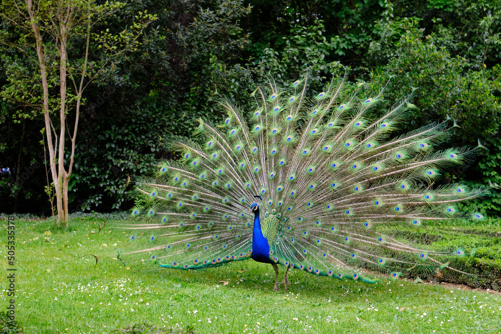 Obraz premium Peacock with outstretched feathers in an urban park in Valladolid, Spain