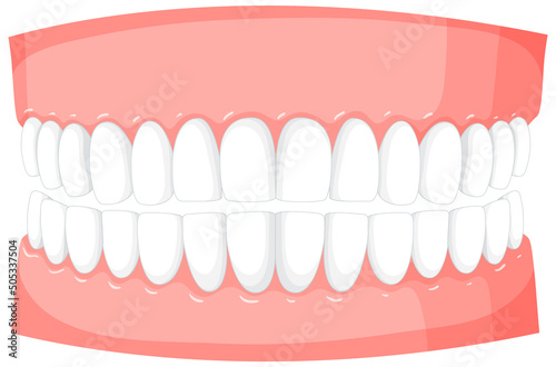 Human teeth model on white background