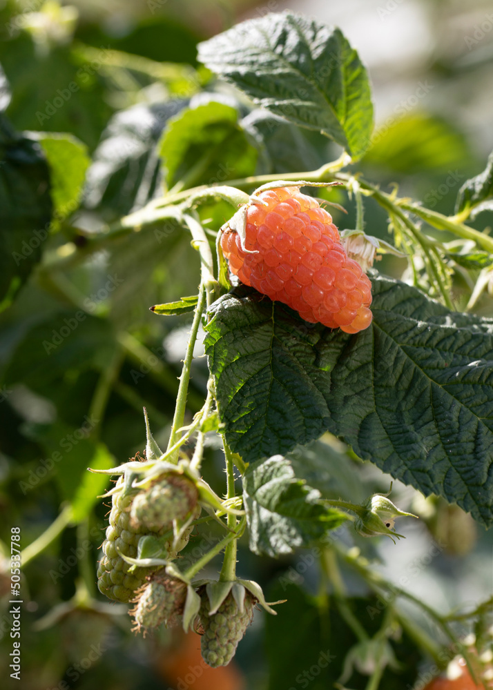 branch with ripe and unripe raspberries in fruit garden on blur green background. summer ripening of fruits branch with ripe and unripe raspberries in fruit garden on blur green background. summer ripening of fruits