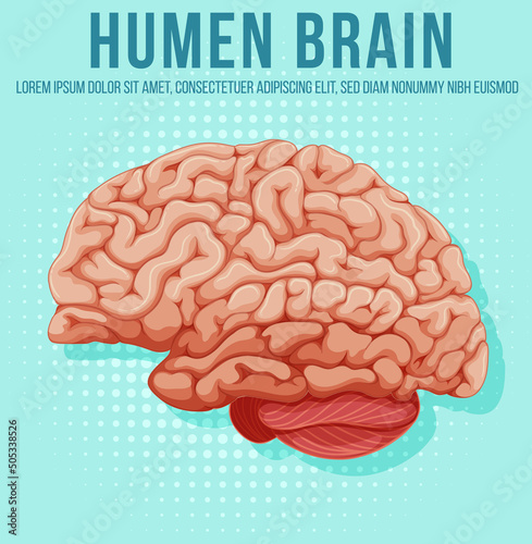 Human internal organ with brain