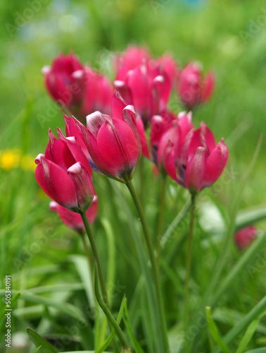 Group of pink botanical tulips on a green background