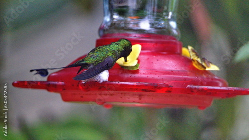Booted Rackettail (Ocreatus Underwoodii) hummingbird  on a hummingbird feeder in Mindo, Ecuador photo
