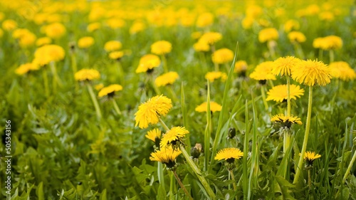 A field of yellow flowering dandelions with a group of large flowers in the foreground. Spring, first flowers.