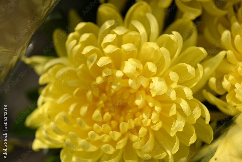 Chrysanthemum indicum. Yellow flower of Chrysanthemum. 