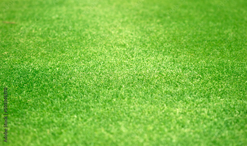 green grass texture texture