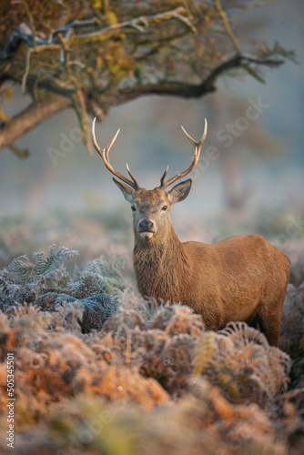 Young red deer in the warm morning light in London