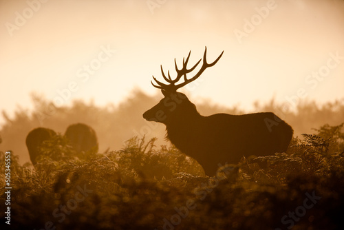 Canvas Silhouette of a Red deer stag in the winter mist of Bushy Park, London