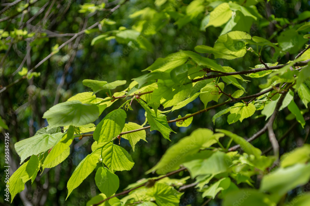 Lush juicy linden foliage illuminated by the sun on a bright day. Lush juicy linden foliage illuminated by the sun on a bright day.