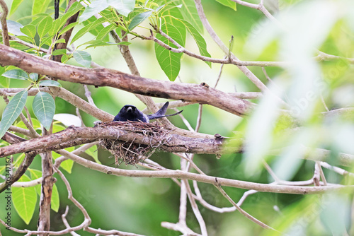 A dringo on a nest photo