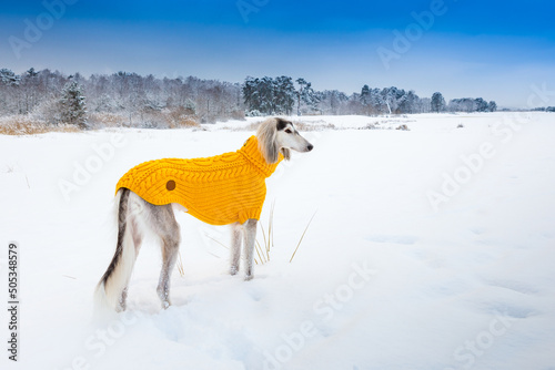 Canvas-taulu wearing warm sweater Arabian hound is hunting in the winter field