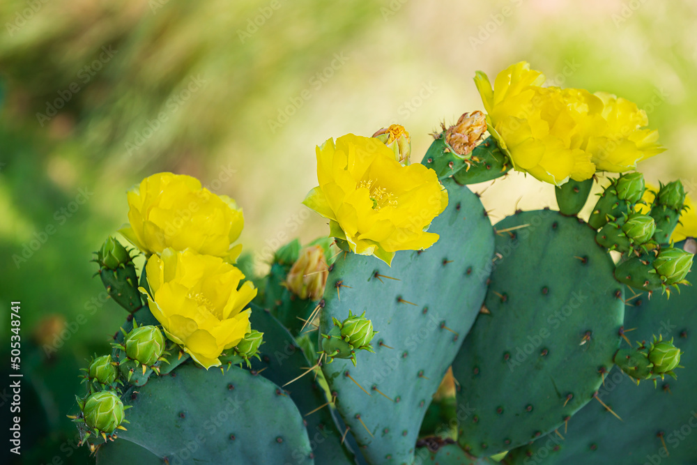 Ταπετσαρία Beautiful yellow blossoms of Prickly Pear Cactus flower (Opuntia humifusa) in Texas spring