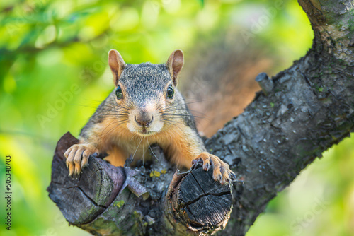 Cute little Eastern Fox squirrel (Sciurus niger) peeking out from a fruit tree trunk. Natural green background. Closeup.