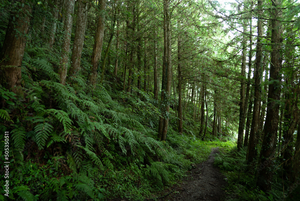 Hiking trails in deep mountain trees greens