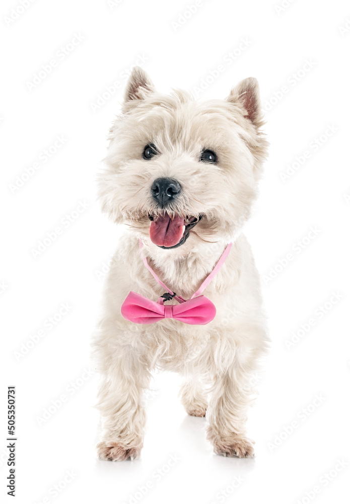 West Highland white terrier West Highland white terrier