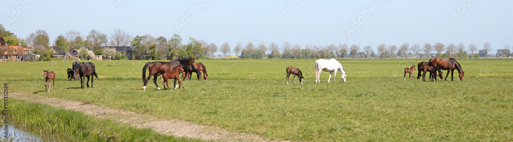 Many horses and its foal in a meadow