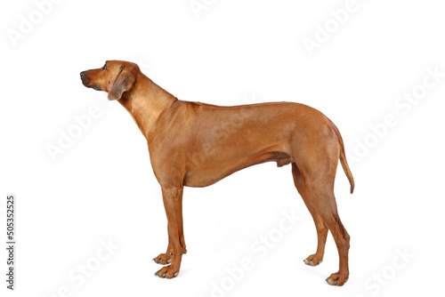 Rhodesian Ridgeback on studio isolated on white 