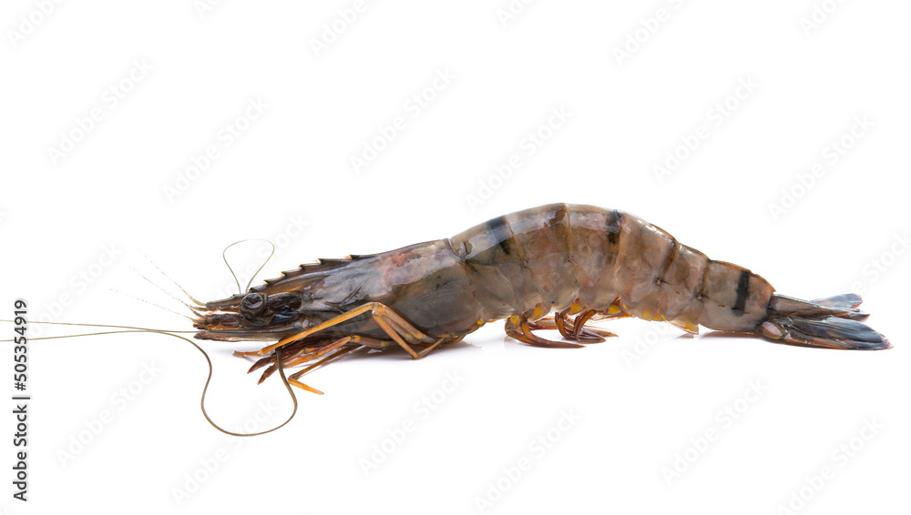 raw lobsters isolated