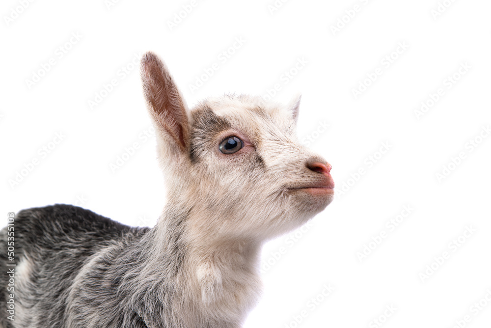Obraz na plátně goatling isolated