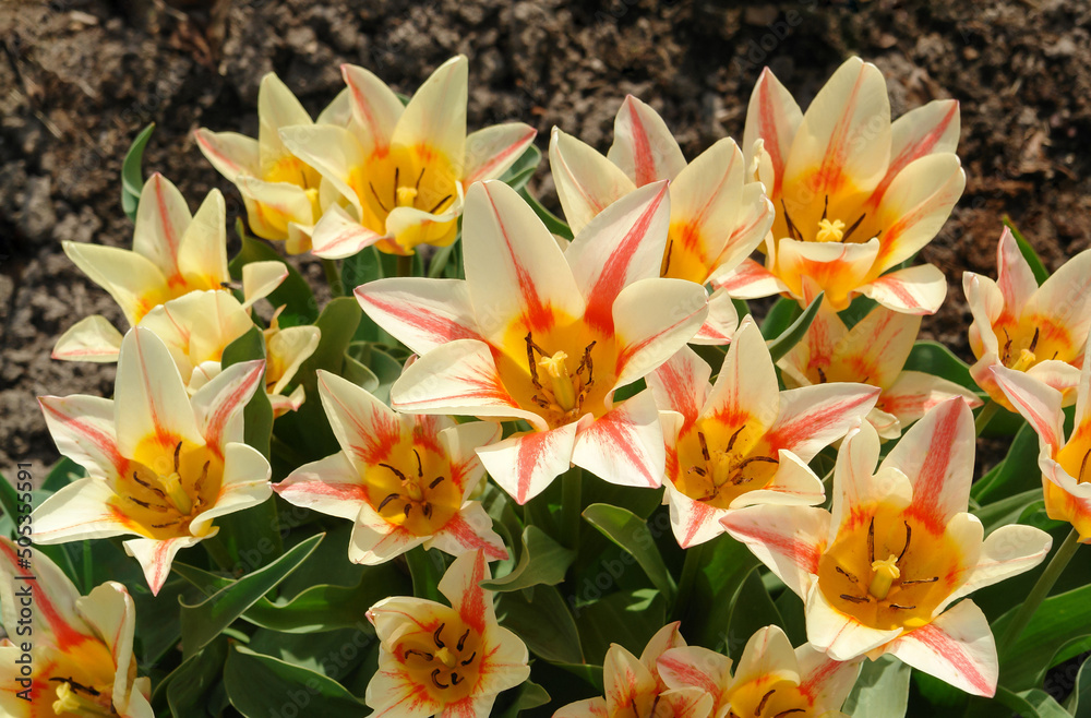 Φωτογραφία Tulips of the 'Quebec' variety (Greigii Tulip) in a garden, close-up, top view