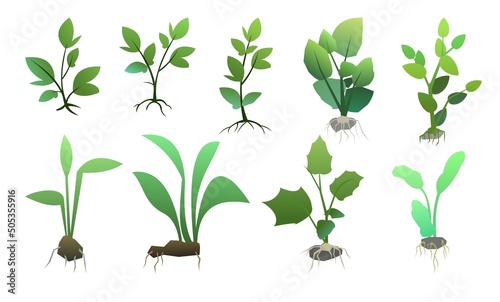 Set of Seedling garden plants with roots. Sowing agricultural material. Isolated on white background. Vector