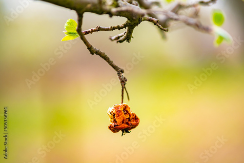 An orange withered shriveled apple hangs from a tree with a blurry background. photo