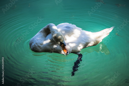 Chill Time White Swan on Lake, Bled, Slovenia
