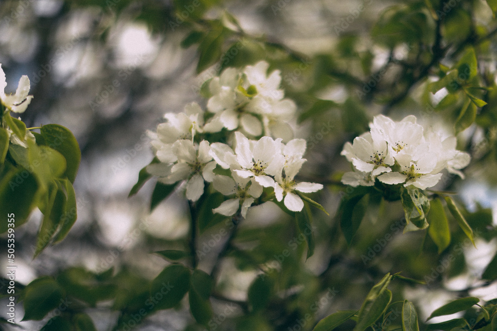 blooming apple tree, spring soft focus background blooming apple tree, spring soft focus background