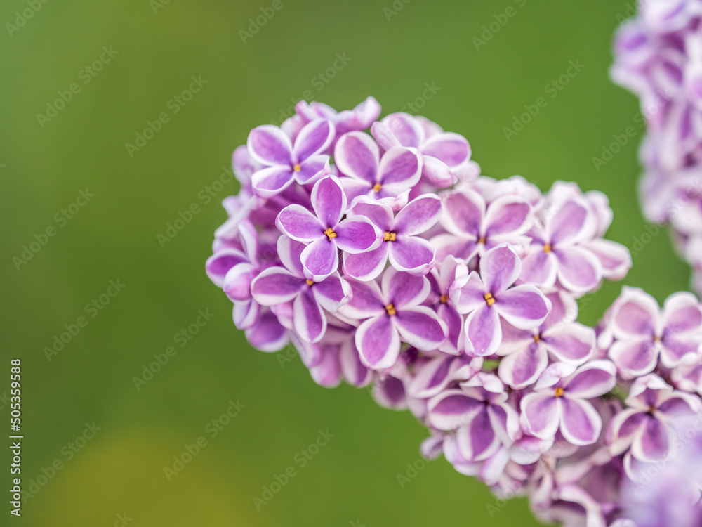 Pink Blooming Lilac Flowers in spring with blured background Pink Blooming Lilac Flowers in spring with blured background