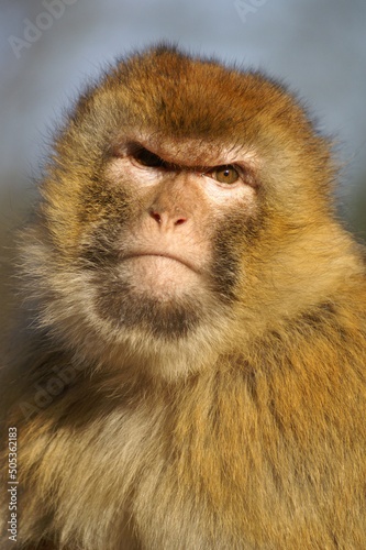 A portrait of a female Barbary Macaque  © RMMPPhotography