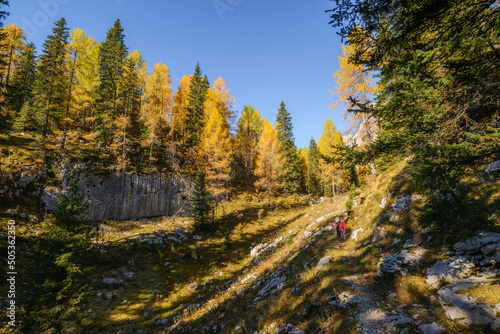 Autumn in the mountains. Take a walk through the larch trees towards the beautiful views. 