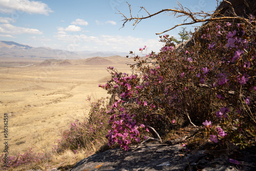 Blooming maral bush (Dahurian rhododendron) in foothills of Asia in late spring photo