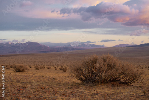 Early morning in steppe with mountains and camel thorns in Mongolia