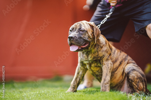 Canvastavla American Pit Bull Terrier puppy with owner on a leash