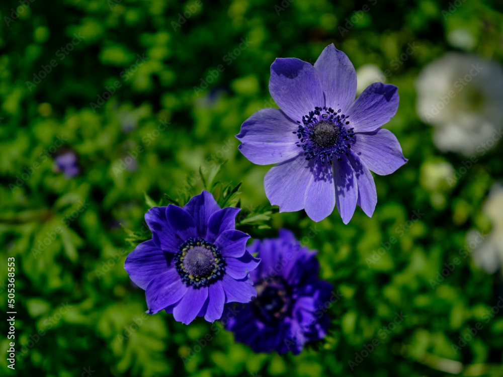 背景素材 初夏の陽射しに映えるアネモネの花 Stock Photo Adobe Stock 背景素材 初夏の陽射しに映えるアネモネの花 Stock Photo Adobe Stock