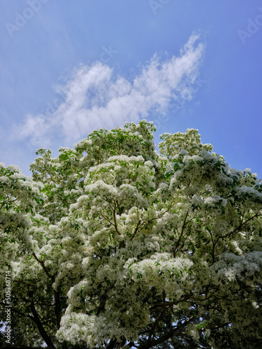 風景素材　初夏の陽射しに映える白いなんじゃもんじゃの花 photo