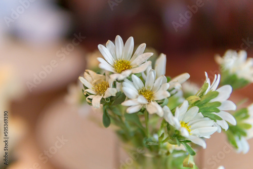 White flower chamomile, Background of flowers frame, Beautiful flower for background. photo