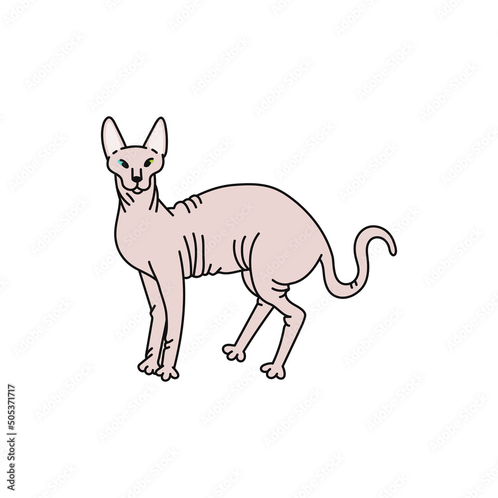 cat breed sphynx contour sketch doodle illustration.