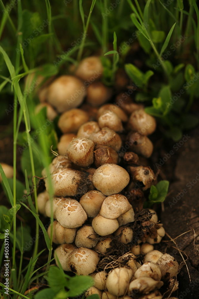 Heap of fresh mushrooms growing in spring green grass Heap of fresh mushrooms growing in spring green grass