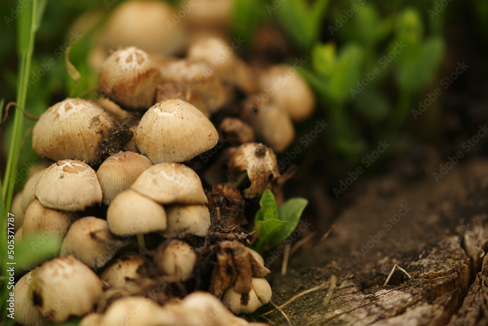 Heap of many fresh mushrooms growing in spring green grass Heap of many fresh mushrooms growing in spring green grass